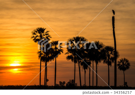 Sunset with bird and trees in Pantanal, Paraguay 34356257