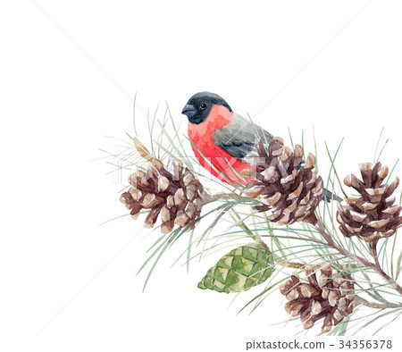 Watercolor fir cone composition 34356378