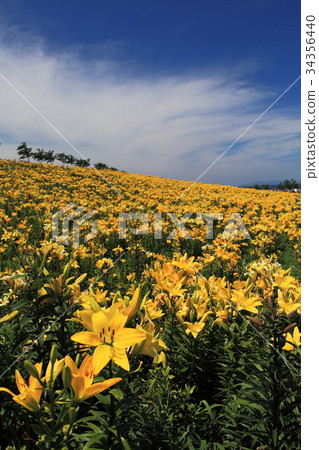Summer Maiko lily garden Summer Maiko lily garden 34356440
