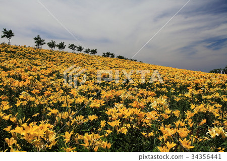 Summer Maiko lily garden Summer Maiko lily garden 34356441