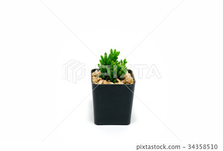 Cactus in pot on a white background 34358510