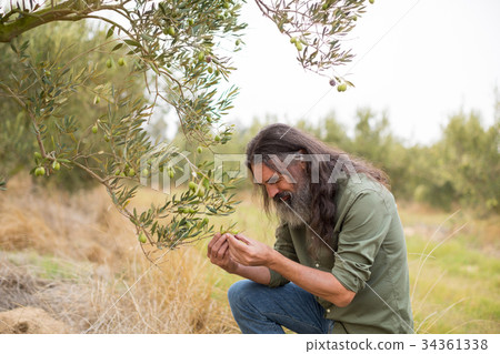 Farmer examining olive on plant 34361338