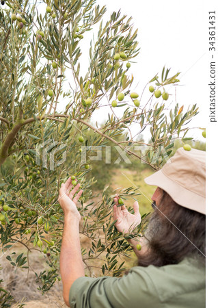 Man observing olives on plant Man observing olives on plant 34361431