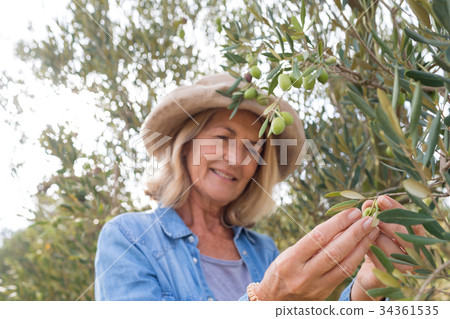 Happy woman harvesting olives from tree Happy woman harvesting olives from tree 34361535