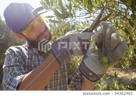 Farmer cutting a olives with scissors 34362465