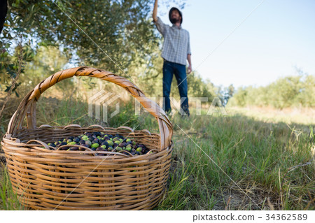 Farmer harvesting a olives from tree Farmer harvesting a olives from tree 34362589
