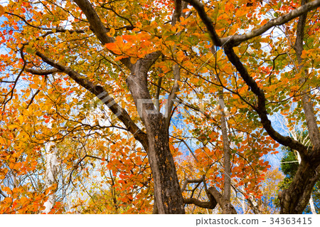 Nikko Hangetsuyama autumn leaves 34363415