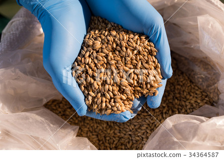Hands of male worker examining barley at warehouse 34364587