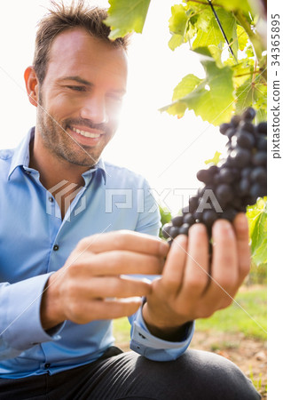 Smiling man touching grapes at vineyard 34365895