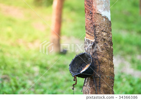 Rubber tree (Hevea brasiliensis) produces latex. Rubber tree (Hevea brasiliensis) produces latex. 34366386