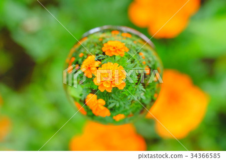 限制萬壽菊 34366585