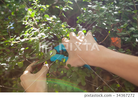 Cropped hands of woman cutting plants with pruning shears 34367272