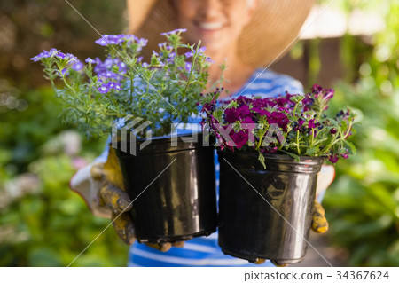 Midsection of senior woman holding flower pots Midsection of senior woman holding flower pots 34367624