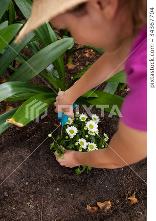 Cropped image of woman using pruning shears on flowering plant 34367704