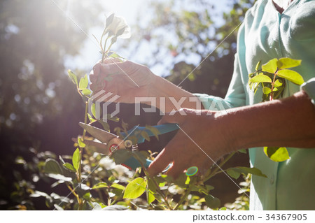 Midsection of senior woman cutting flower stem with pruning shears Midsection of senior woman cutting flower stem with pruning shears 34367905