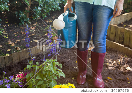 Low section of senior woman standing with watering can by plants on dirt 34367976