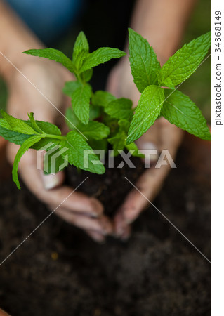 Cropped hands of senior woman planting seedling Cropped hands of senior woman planting seedling 34368149