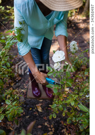 Low section of senior woman cutting flowers with pruning shears Low section of senior woman cutting flowers with pruning shears 34368497