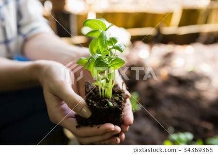 Woman holding sapling plant in garden Woman holding sapling plant in garden 34369368