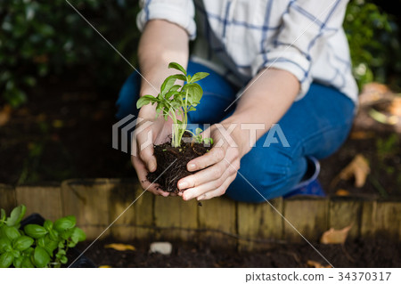 Woman planting young plant into the soil 34370317