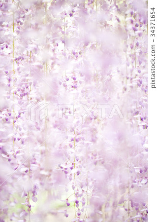 Otto of Ashikaga Flower Park 34371654