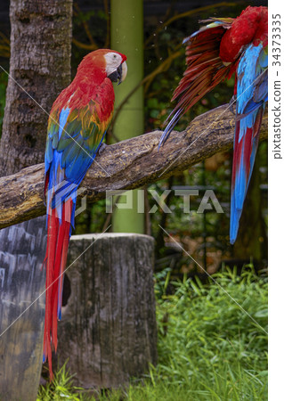 Macaw Macaw 34373335