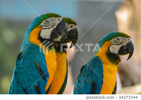 Macaw Macaw 34373344