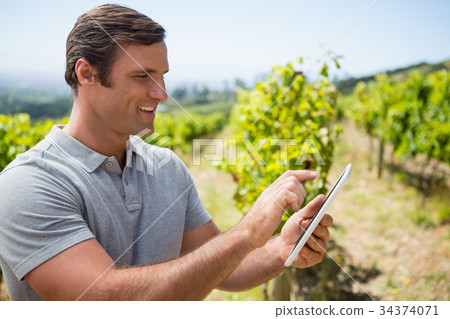 vintner using digital tablet in vineyard 34374071