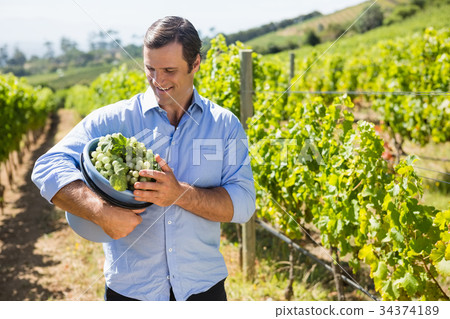 Happy vintner holding harvested grapes in bucket 34374189