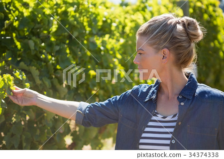 Female vintner examining grapes in vineyard Female vintner examining grapes in vineyard 34374338