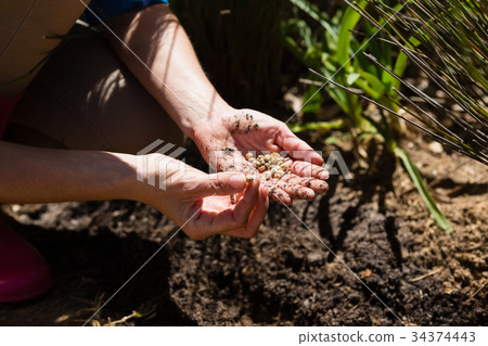 Mid section of woman planting seeds in garden Mid section of woman planting seeds in garden 34374443