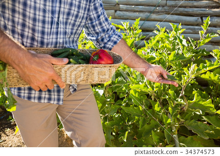 Farmer holding a basket of fresh vegetables in vineyard Farmer holding a basket of fresh vegetables in vineyard 34374573