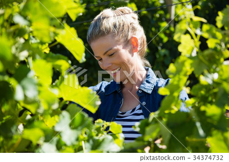 Female vintner working in vineyard Female vintner working in vineyard 34374732