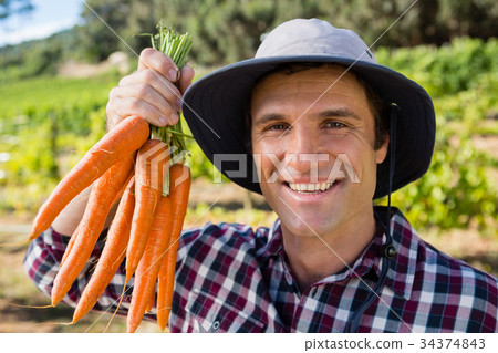 Farmer holding harvested carrots in field Farmer holding harvested carrots in field 34374843