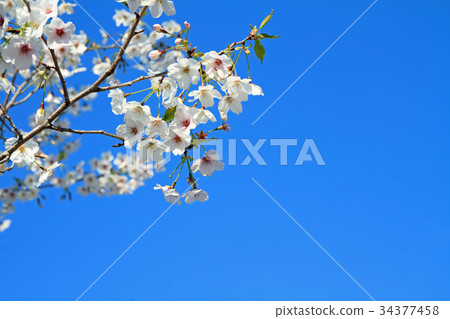 Blue sky and cherry blossoms 34377458