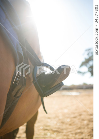 Close-up of child sitting on the horse back 34377803