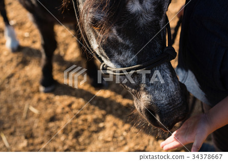 Boy feeding the horse in the ranch Boy feeding the horse in the ranch 34378667