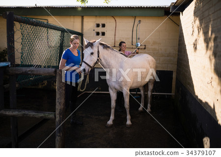 Women Cleaning White Horse At Barn Stock Photo 34379107 Pixta