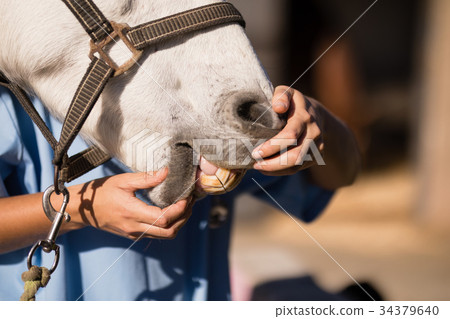 Midsection of female vet examining horse mouth 34379640