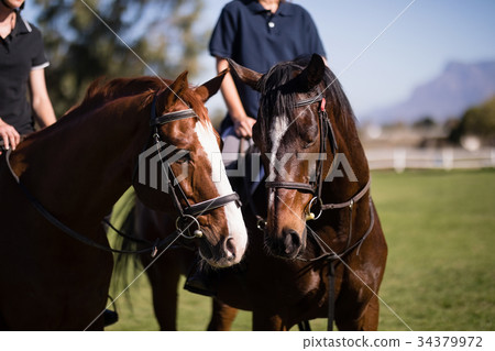 Midsection of friends sitting on horses at barn Midsection of friends sitting on horses at barn 34379972