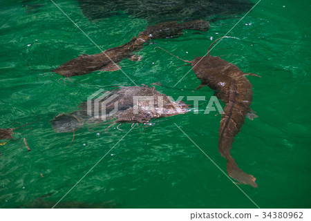Wild catfish in the natural pool 34380962