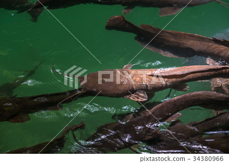 Wild catfish in the natural pool 34380966