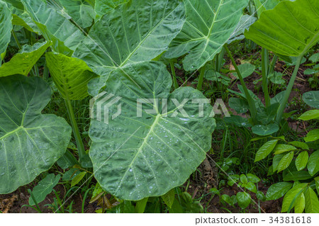 taro farm plantation is sprinkled with sprinkler. 34381618