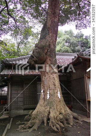 Hikawa Onsen Shrine Okamiki Bear Head 34382097