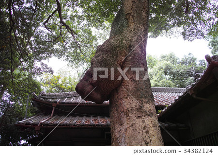 Hikawa Onsen Shrine Okamiki Bear Head 34382124