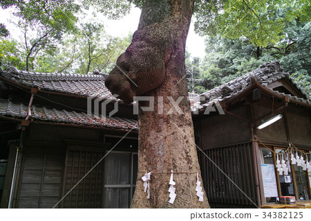 Hikawa Onsen Shrine Okamiki Bear Head 34382125