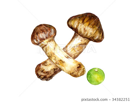 Matsutake水彩插圖 34382251