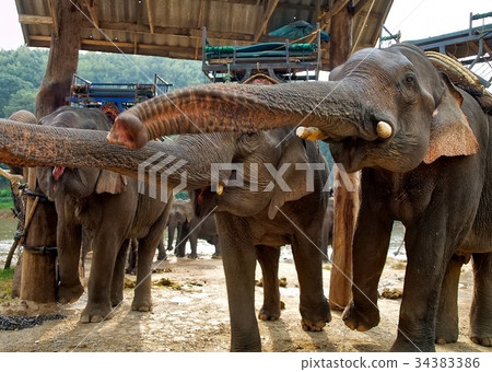 Rural lifestyle in Thailand 34383386