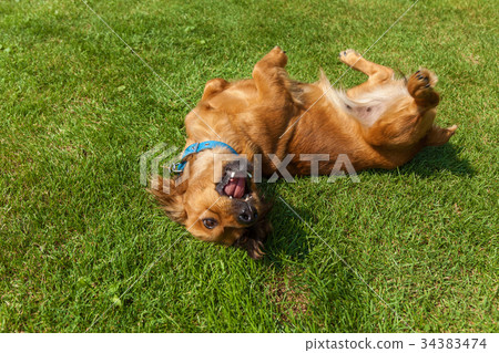 mixed spaniel dogs spaniel 34383474