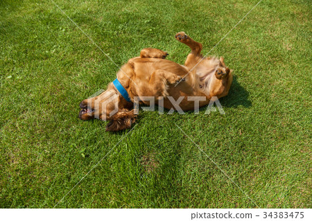 mixed spaniel dogs spaniel 34383475